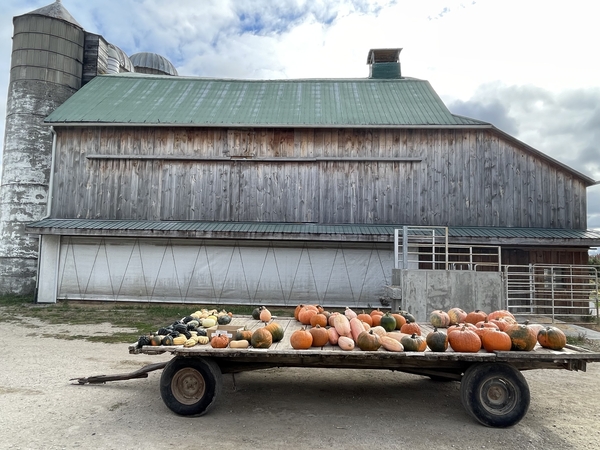 a rustic flatbed piled with pumpkins in front of a weathered, grey barn